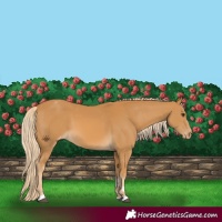 Horse Color:Palomino Varnish