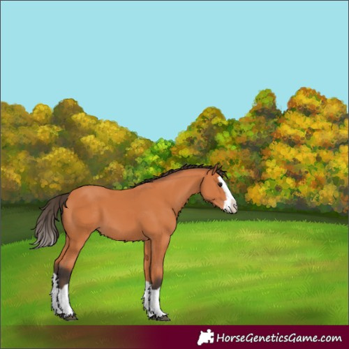 Horse Color:Bay Splash 