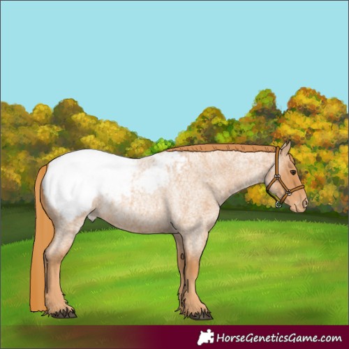 Horse Color:Red Roan Snowcap