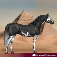 Horse Color:Black Splash Frame 