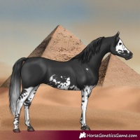 Horse Color:Black Splash Frame 