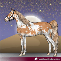 Horse Color:Chestnut Splash Frame