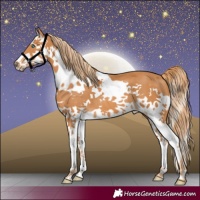 Horse Color:Chestnut Splash Frame 