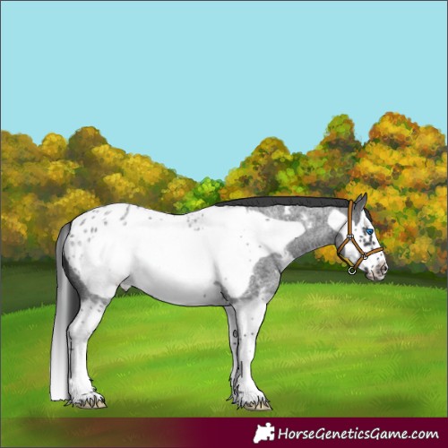 Horse Color:Blue Roan Sabino Splash Frame Appaloosa 