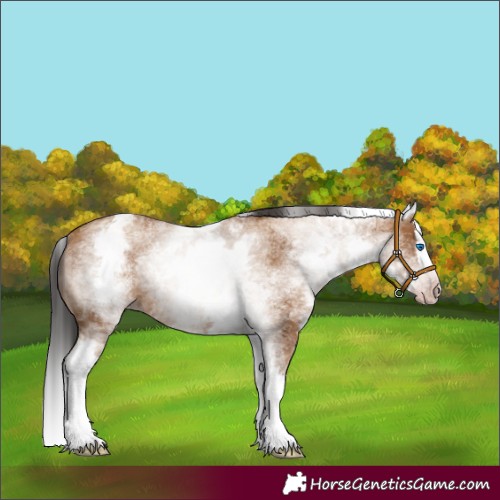 Horse Color:Gray White Spotted Amber Champagne Splash 