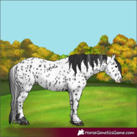 Horse Color:Black Near Leopard