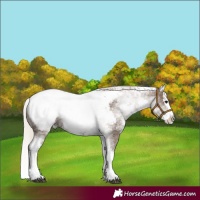 Horse Color:White Spotted Silver Black Splash Snowcap
