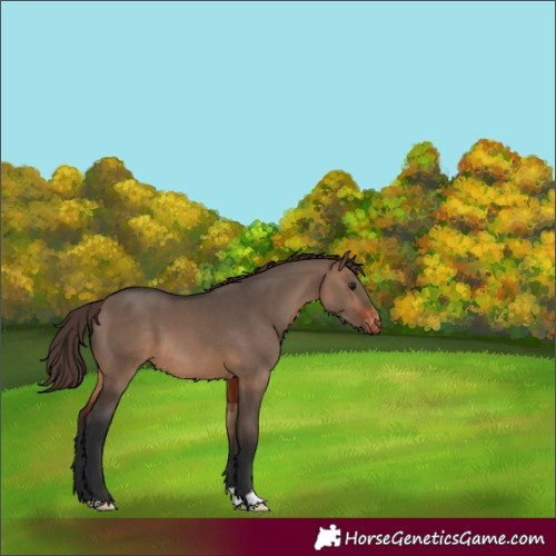 Horse Color:Brown Dun Appaloosa 