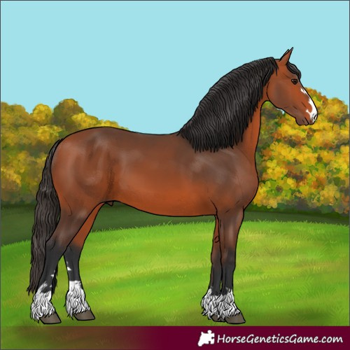 Horse Color:Bay 