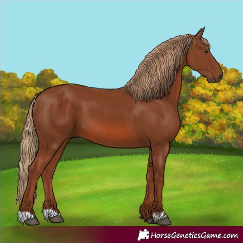 Horse Color:Chestnut 