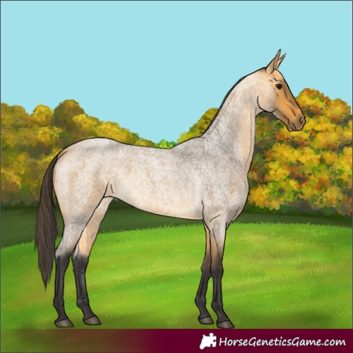 Horse Color:Buckskin Roan 