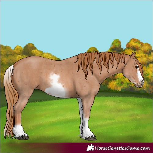 Horse Color:White Spotted Chestnut Sabino Frame 