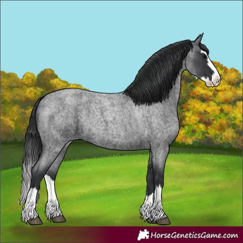 Horse Color:Blue Roan Splash 