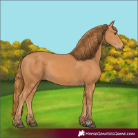 Horse Color:Chestnut Rabicano