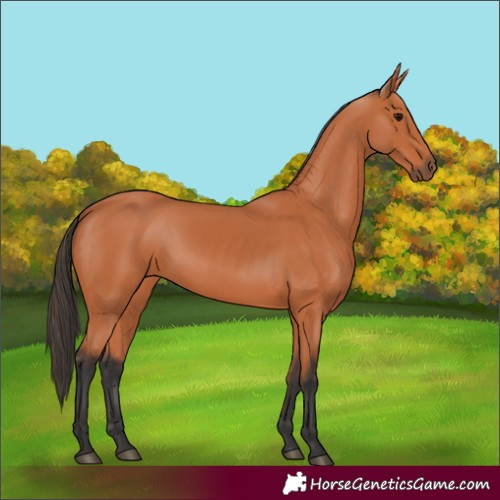 Horse Color:Bay Rabicano 