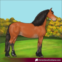 Horse Color:Bay Rabicano 