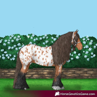 Horse Color:Bay Appaloosa 