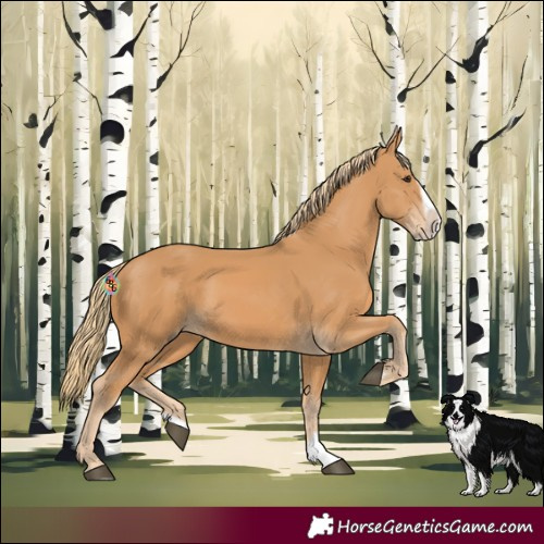 Horse Color:Chestnut Splash Frame 
