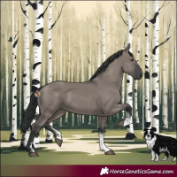 Horse Color:Grullo Sabino Rabicano 