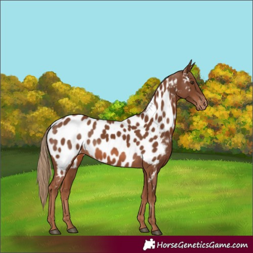 Horse Color:Chestnut Appaloosa