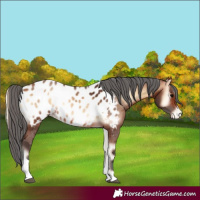 Horse Color:Bay Onyx Merle Tobiano Appaloosa Rabicano
