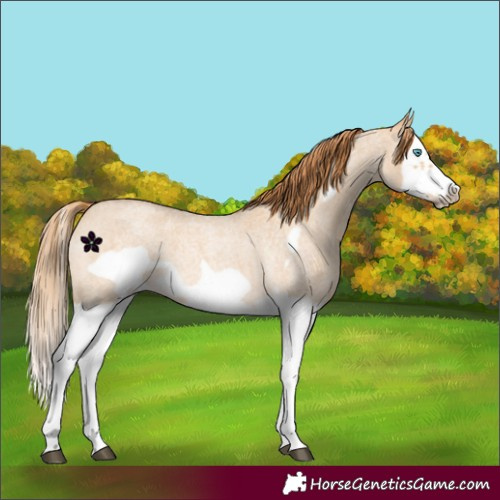 Horse Color:Red Dun Roan Splash Frame Rabicano