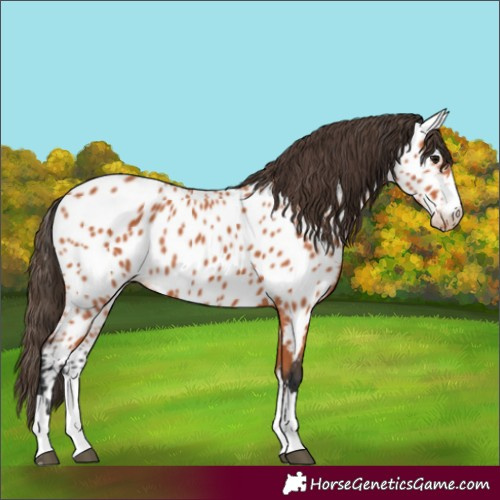 Horse Color:Bay Appaloosa 