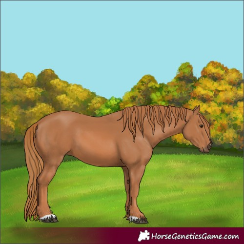 Horse Color:Chestnut 