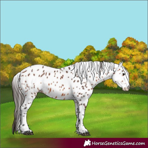 Horse Color:Bay Appaloosa 