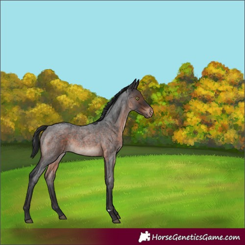 Horse Color:Brown Roan Mushroom Varnish Rabicano 