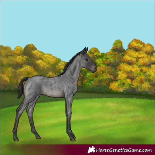 Horse Color:White Spotted Blue Roan Rabicano 