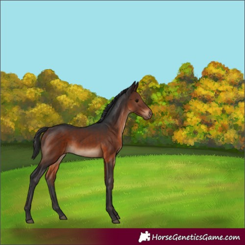 Horse Color:White Spotted Brown Rabicano 