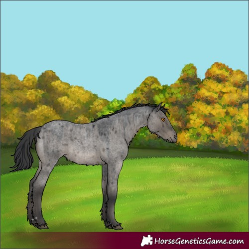 Horse Color:Grullo Roan Rabicano Brindle 