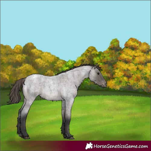 Horse Color:Grullo Roan Mushroom Varnish Rabicano 