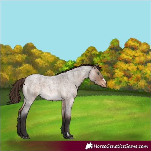 Horse Color:Brown Roan Dun Mushroom Varnish Rabicano 