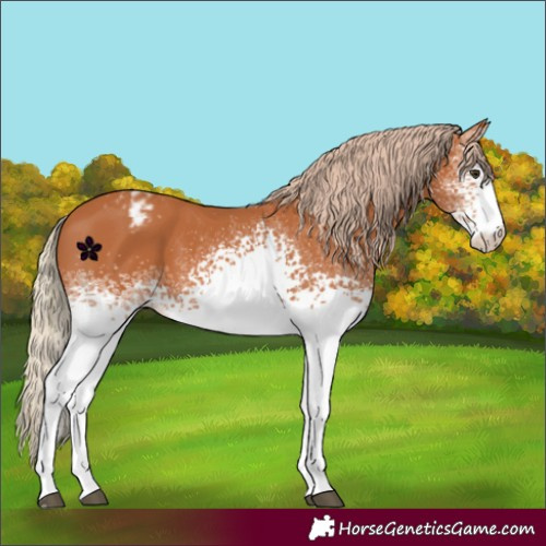 Horse Color:White Spotted Chestnut Appaloosa