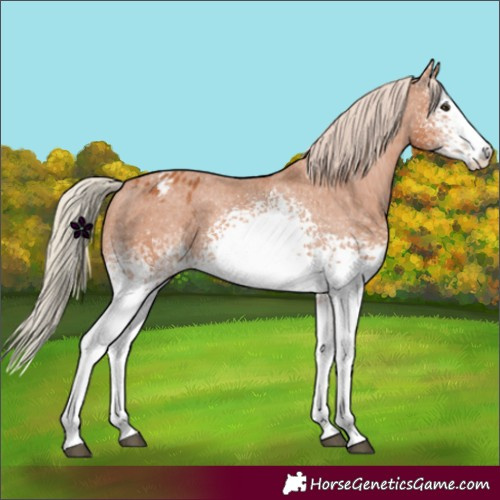 Horse Color:White Spotted Chestnut Varnish 