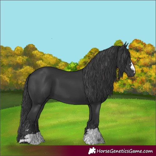 Horse Color:Black 