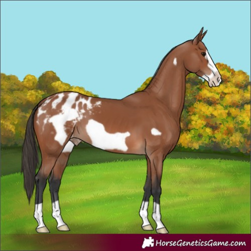 Horse Color:Unknown 