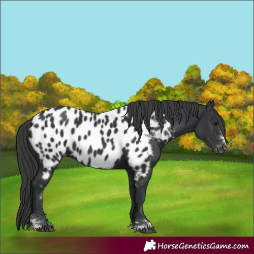 Horse Color:Black Appaloosa 