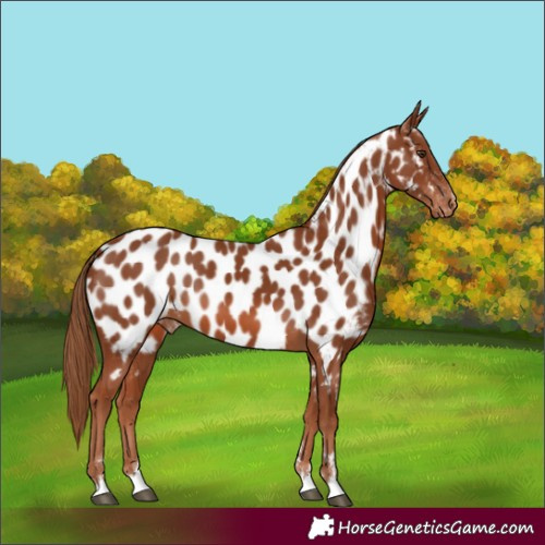 Horse Color:Unknown 