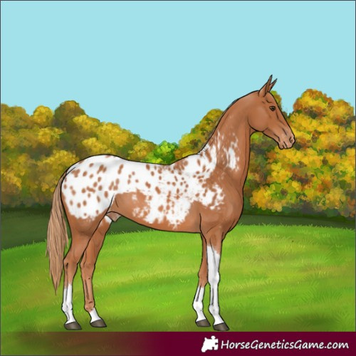 Horse Color:Chestnut Tobiano Appaloosa 