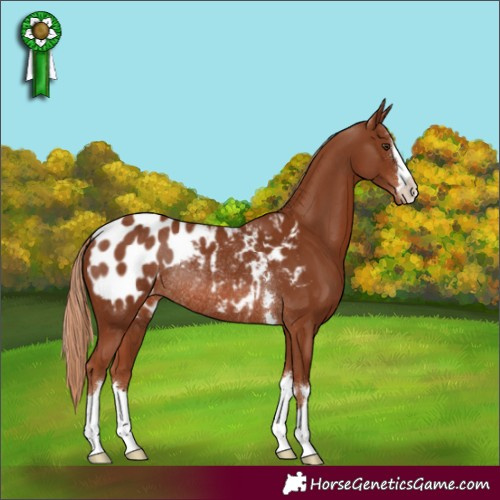 Horse Color:Unknown 