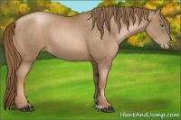 Horse Color:Liver Chestnut Pearl