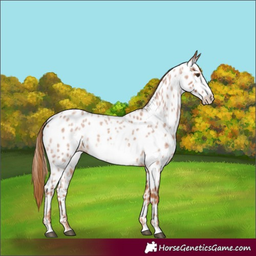 Horse Color:Red Roan Frame Appaloosa 