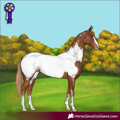 Horse Color:Unknown 
