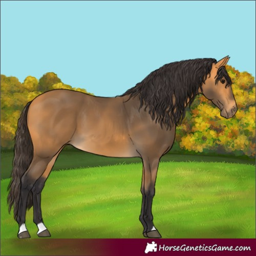 Horse Color:Buckskin 