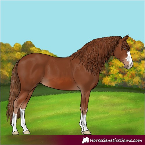Horse Color:Chestnut 