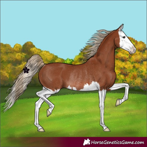 Horse Color:Chestnut Splash Rabicano 