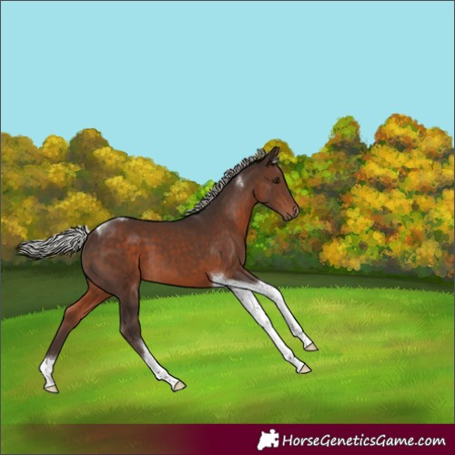 Horse Color:Silver Brown Tobiano 